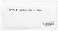 Prosthecium pyriforme image